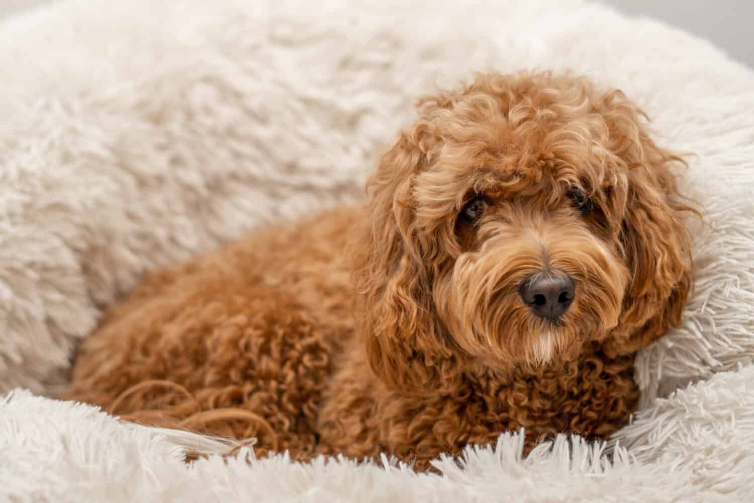 Cavapoo dog in his bed, mixed -breed of Cavalier King Charles Spaniel and Poodle.