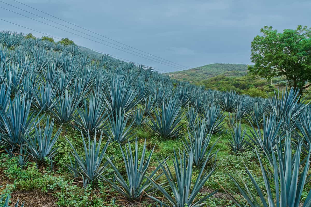 Plantation of blue agave in the field to make tequila