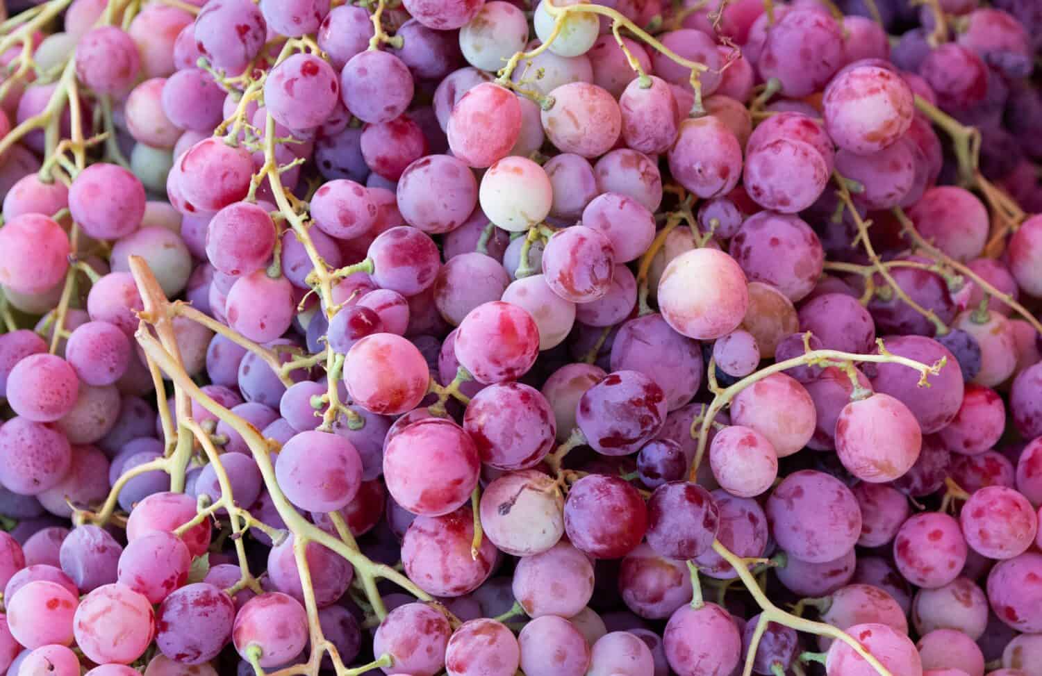 photo of grapes prepared for sale