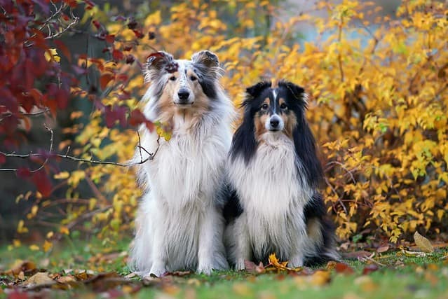 Two obedient Shepherd dogs (blue merle rough Collie and tricolor Sheltie) posing together outdoors sitting on a green grass with fallen leaves in autumn