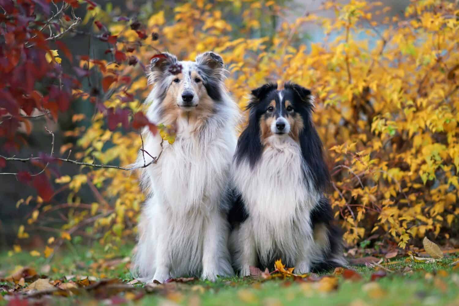 Two obedient Shepherd dogs (blue merle rough Collie and tricolor Sheltie) posing together outdoors sitting on a green grass with fallen leaves in autumn
