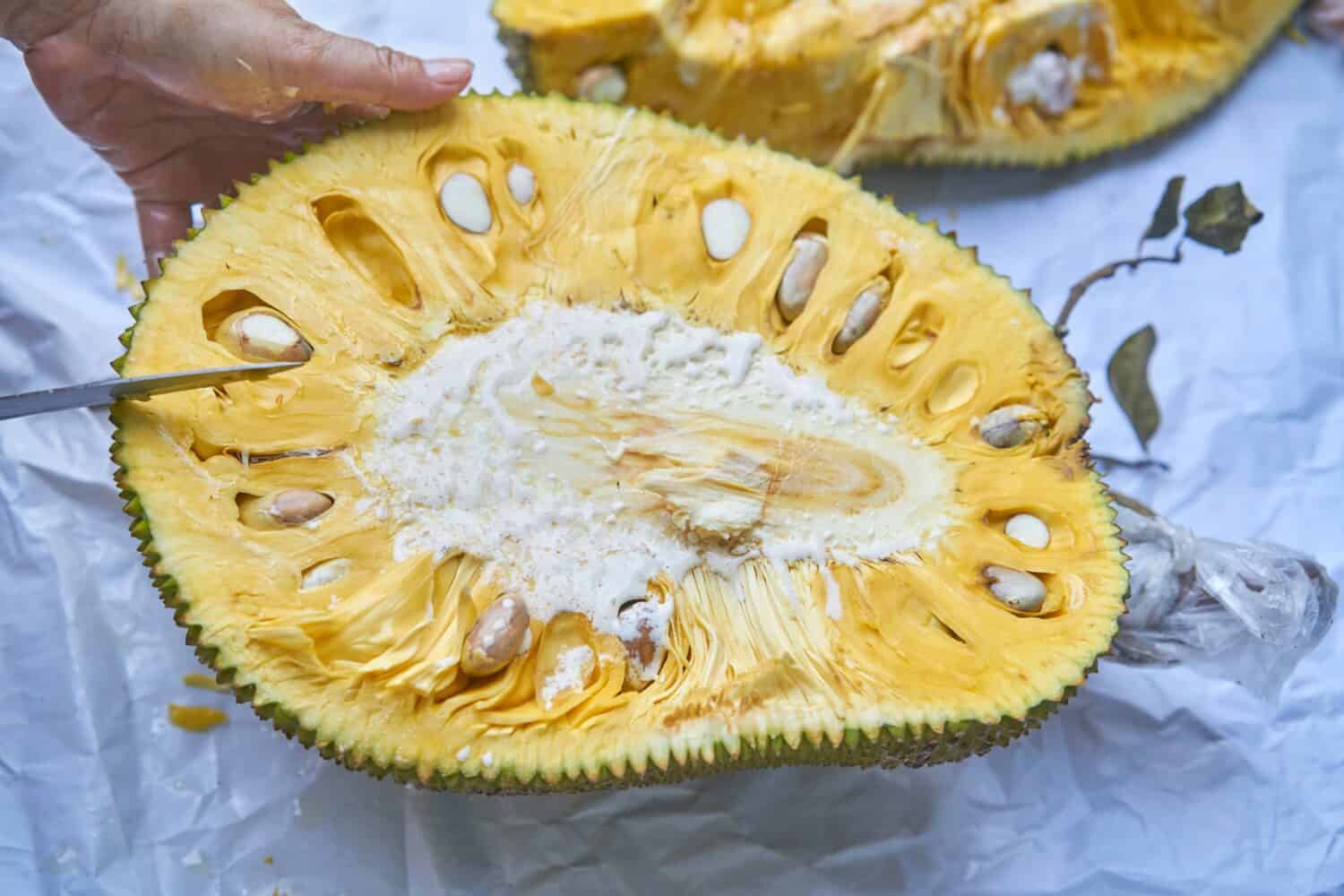 Cutting jackfruit, cross section view.