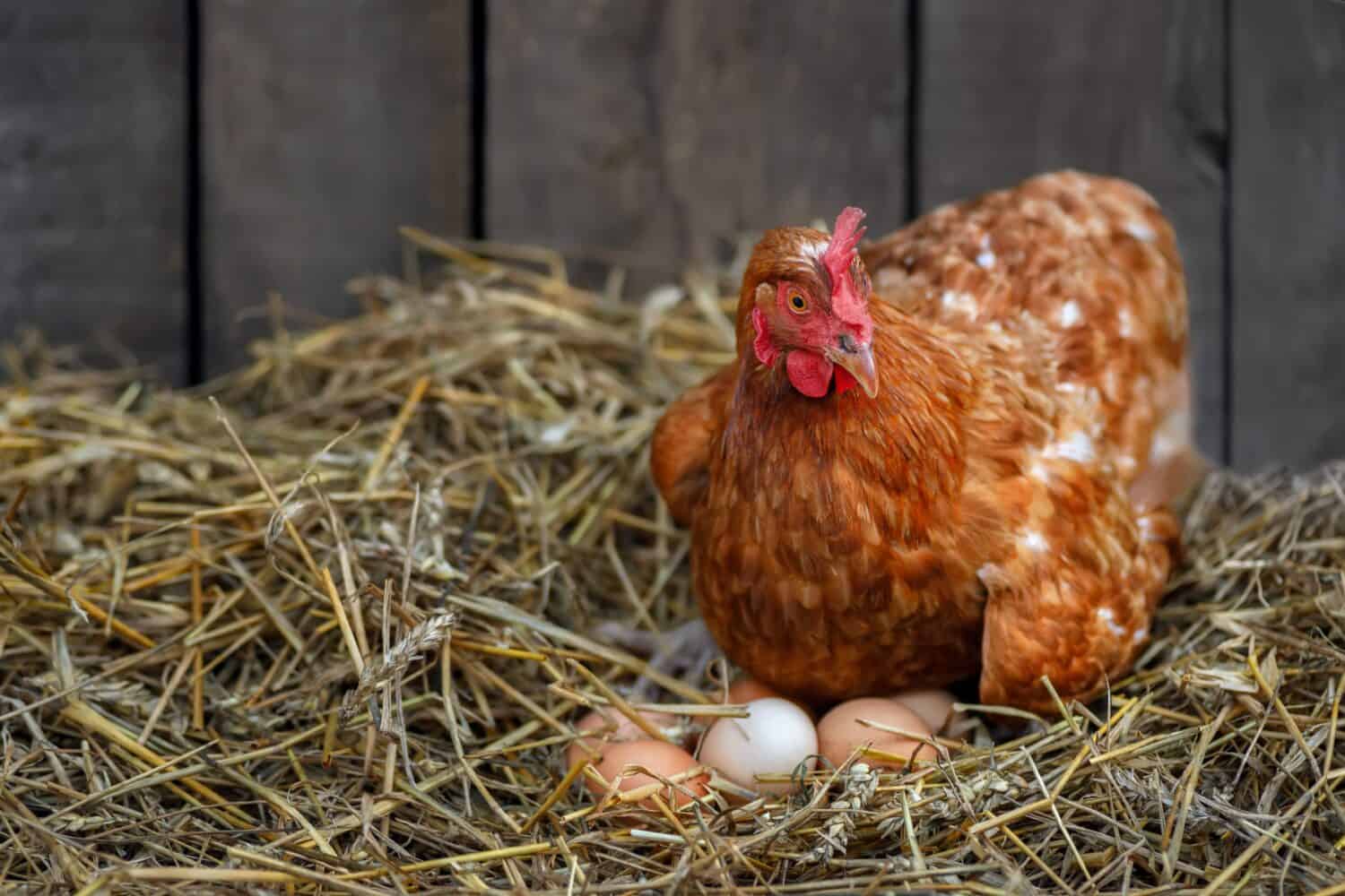 red laying hen hatching eggs in nest of straw inside a wooden chicken coop