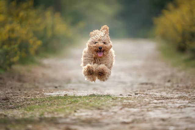Six month old Cavapoo puppy. This puppy is apricot in colour, and flying high with all paws off the ground.