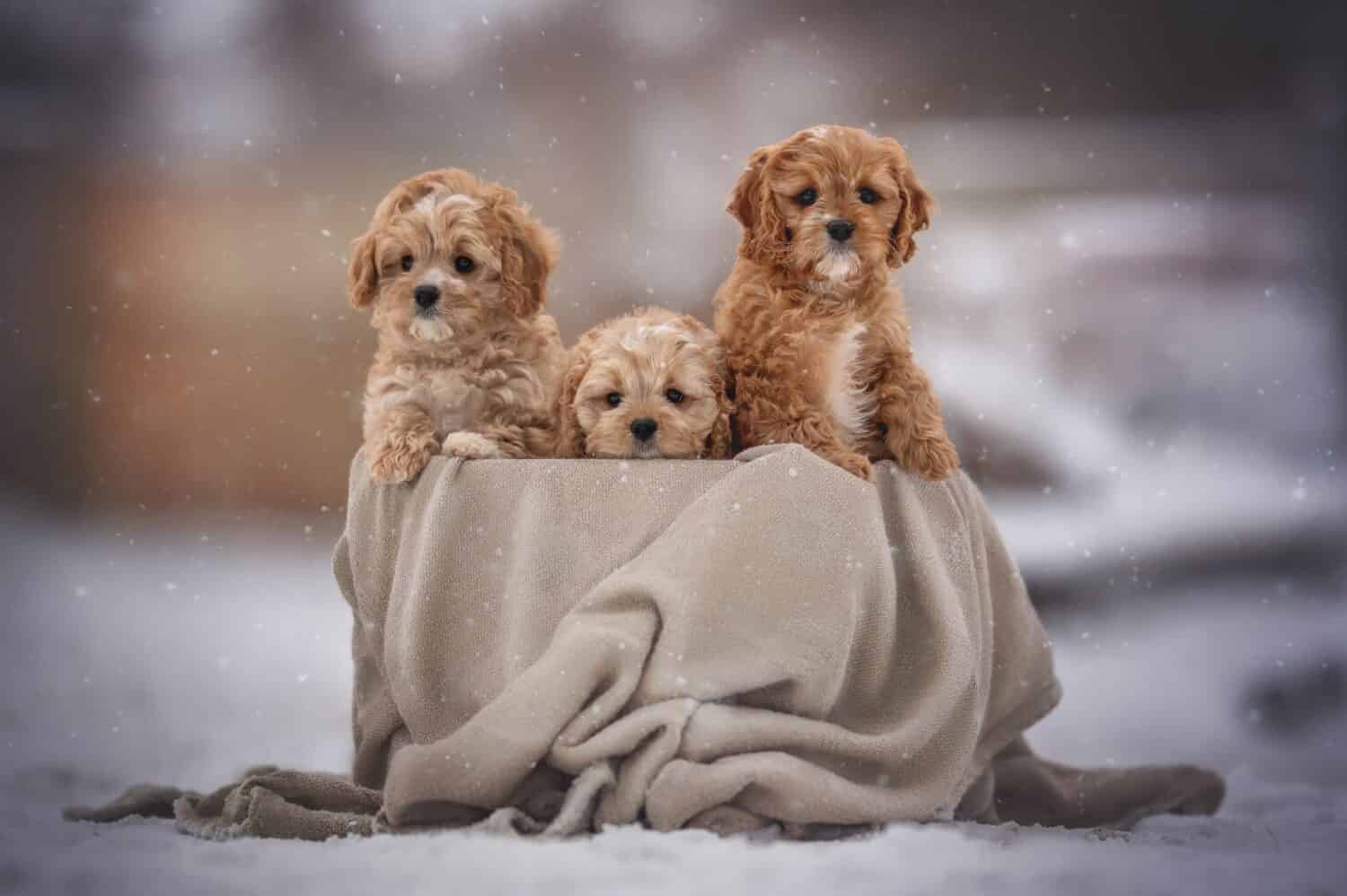 Three cute cavapoo puppy dogs posing in basket