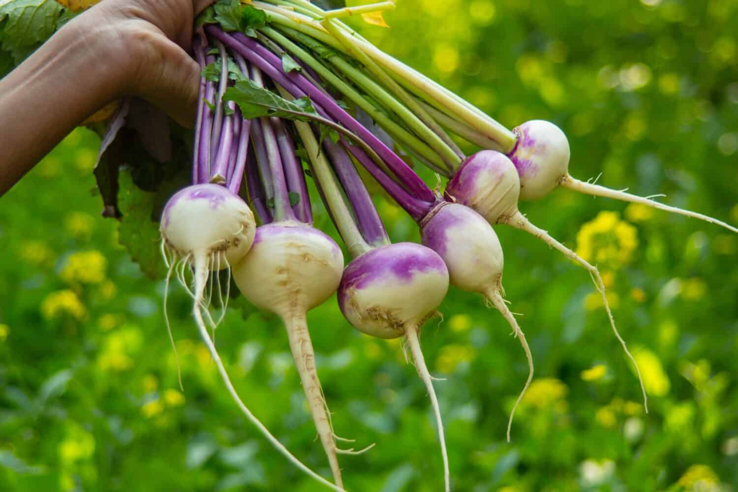 Close up of a Female hand holding young turnips in closeup. Hand holding a bunch of fresh turnips with blurred background of vegetables garden background. harvesting fresh white japanese turnip.