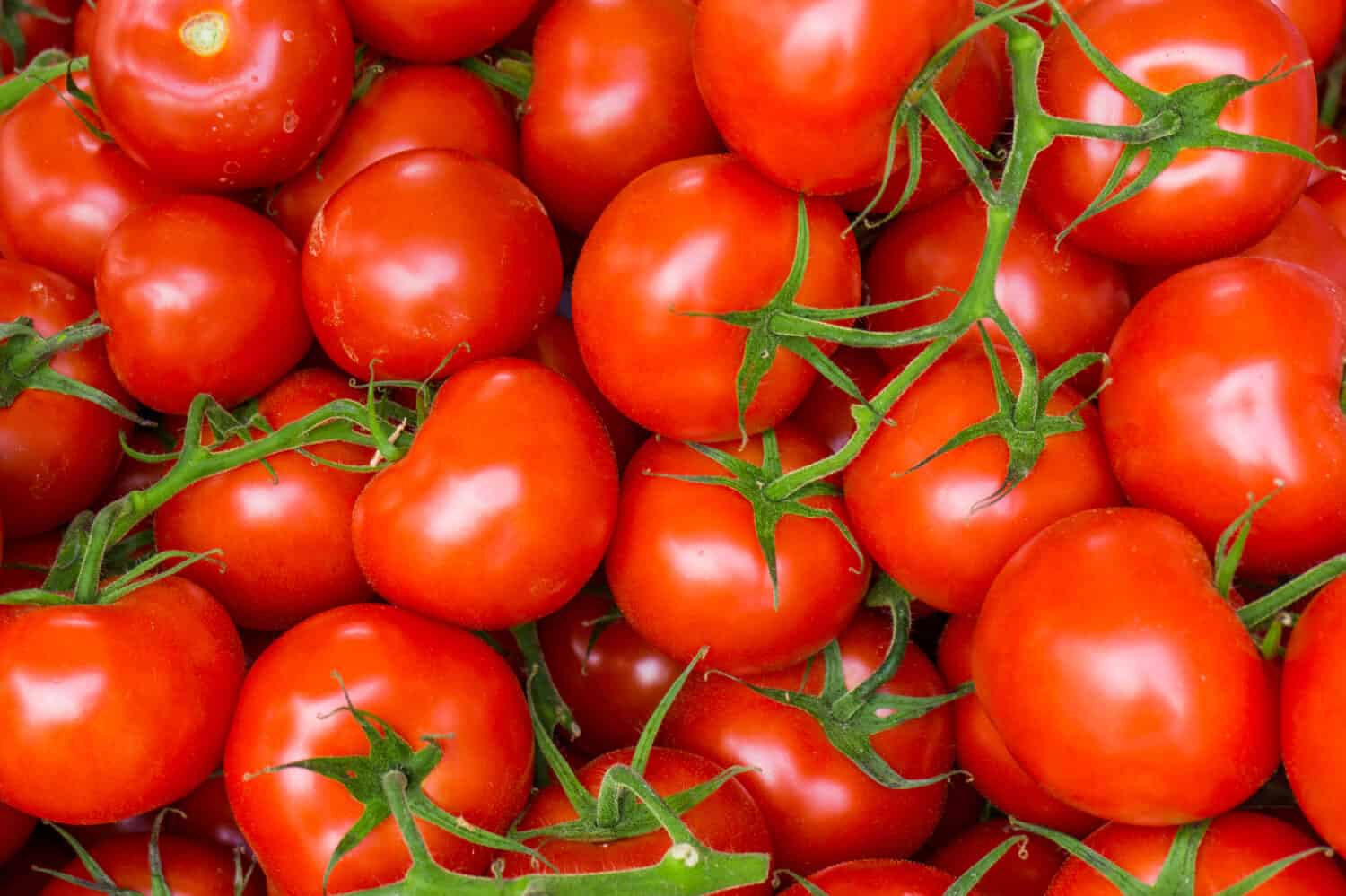 red tomatoes background. Group of tomatoes