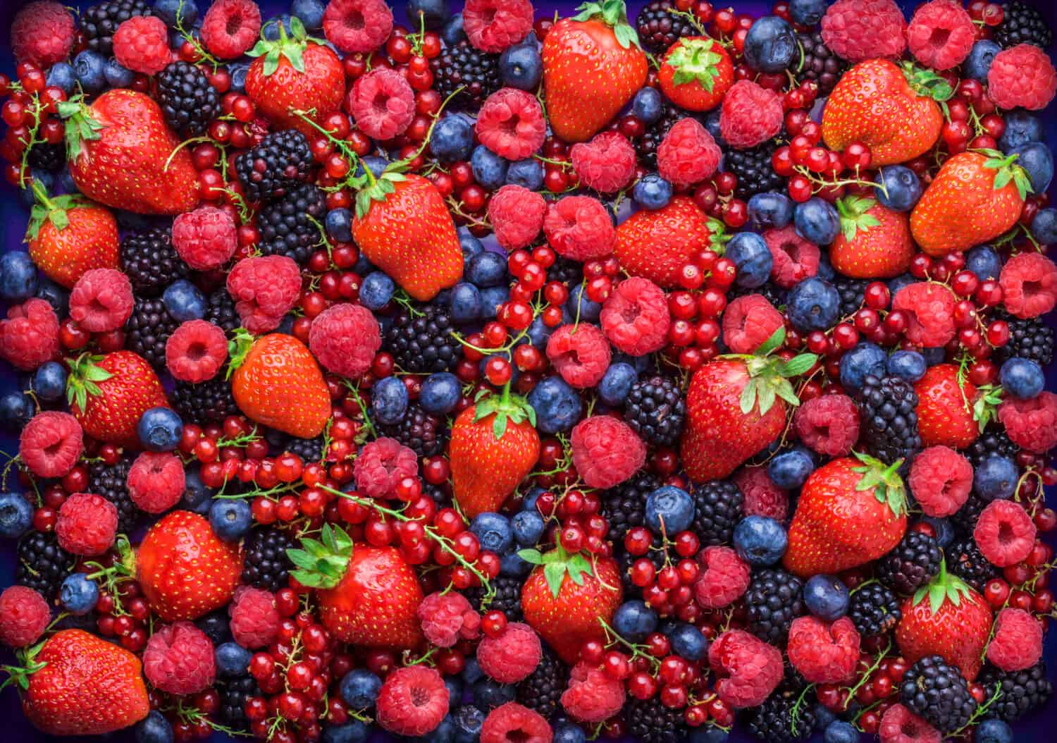 Berries overhead closeup colorful assorted mix of strawberry, blueberry, raspberry, blackberry, red currant in studio on dark background