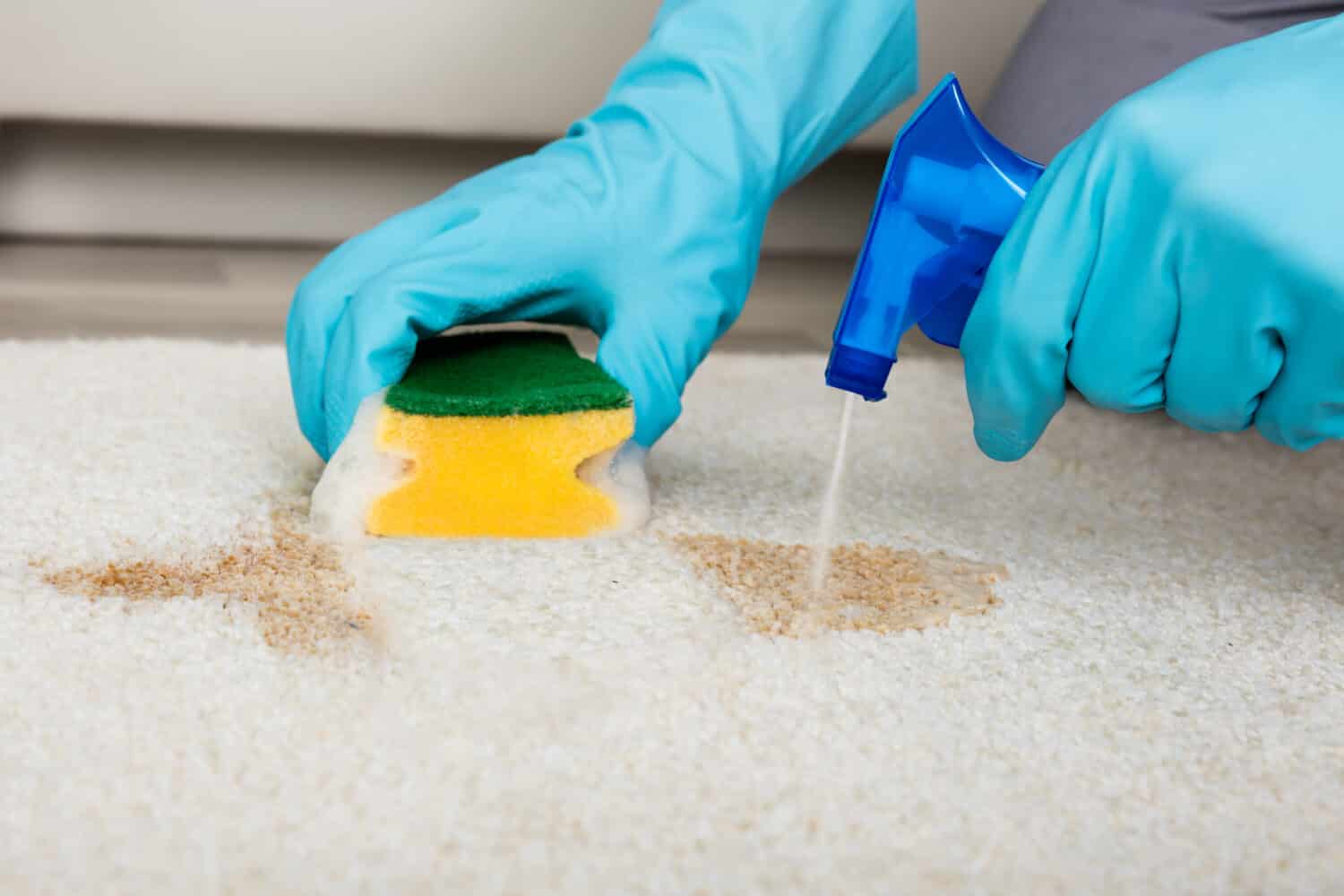 Close-up Of Person's Hand Cleaning Stain With Sponge On Carpet