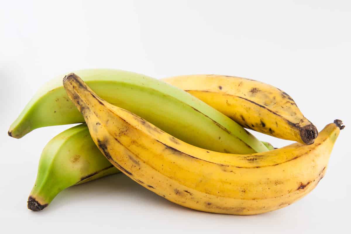 Plantain or Green Banana isolated in white background. Musa x paradisiaca
