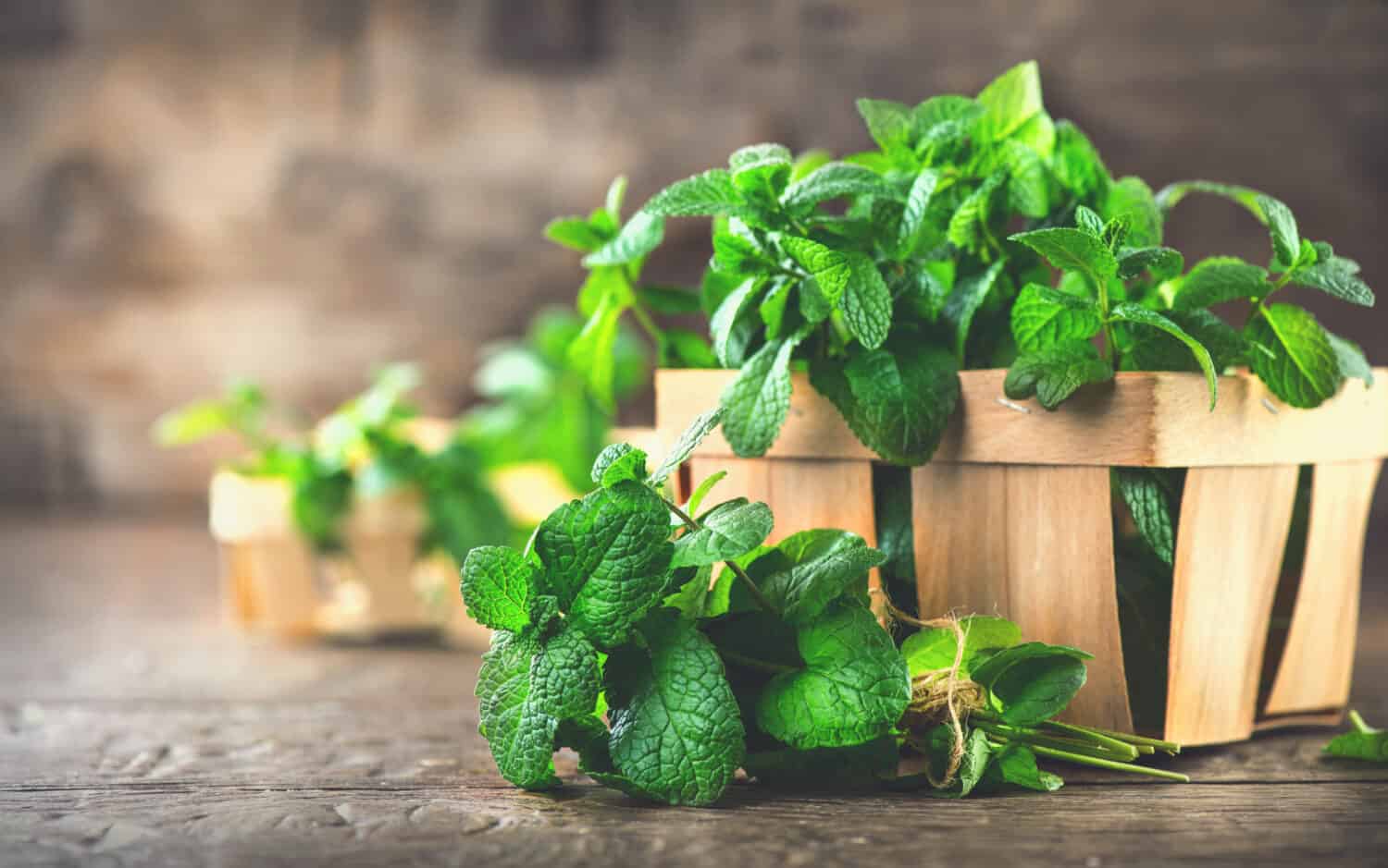 Mint. Bunch of Fresh green organic mint leaf on wooden table closeup. Selective focus. Peppermint in small basket on natural wooden background