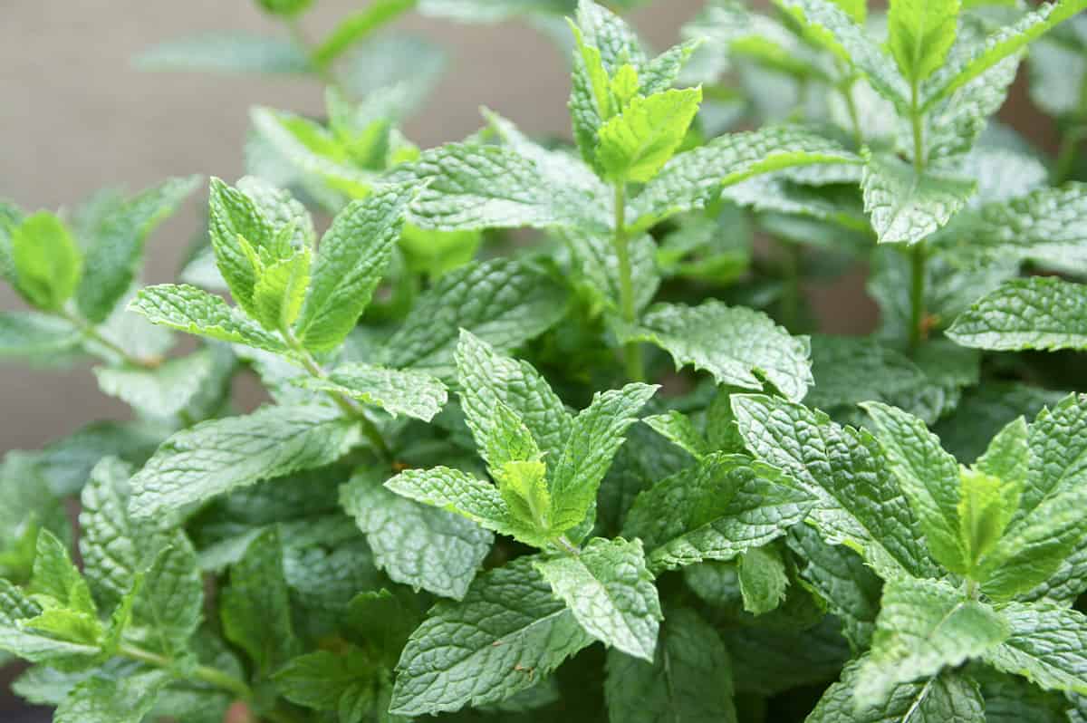 Fresh Aromatic Herb Spearmint Mentha spicata Growing in a Small Balcony Garden