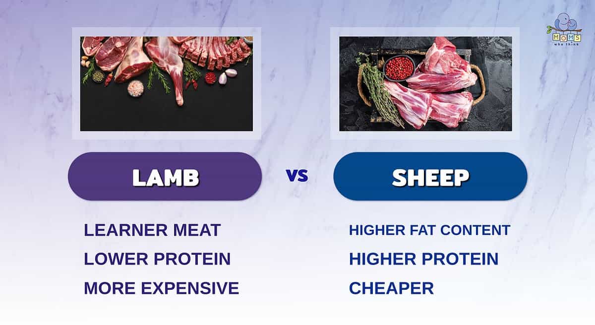 Comparison of lamb and sheep.