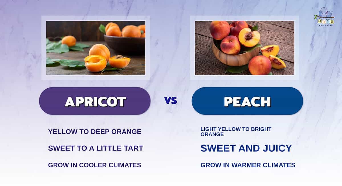 Infographic comparing apricots and peaches.
