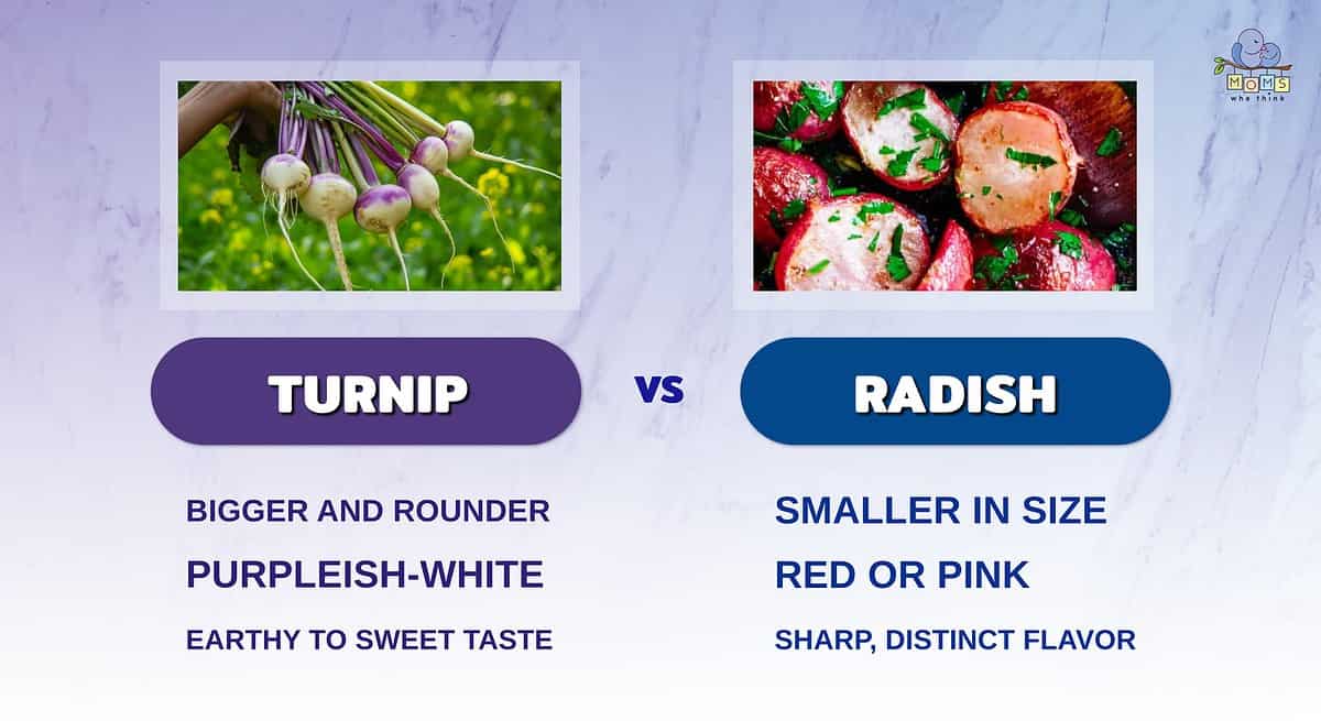 Infographic comparing turnips and radishes.
