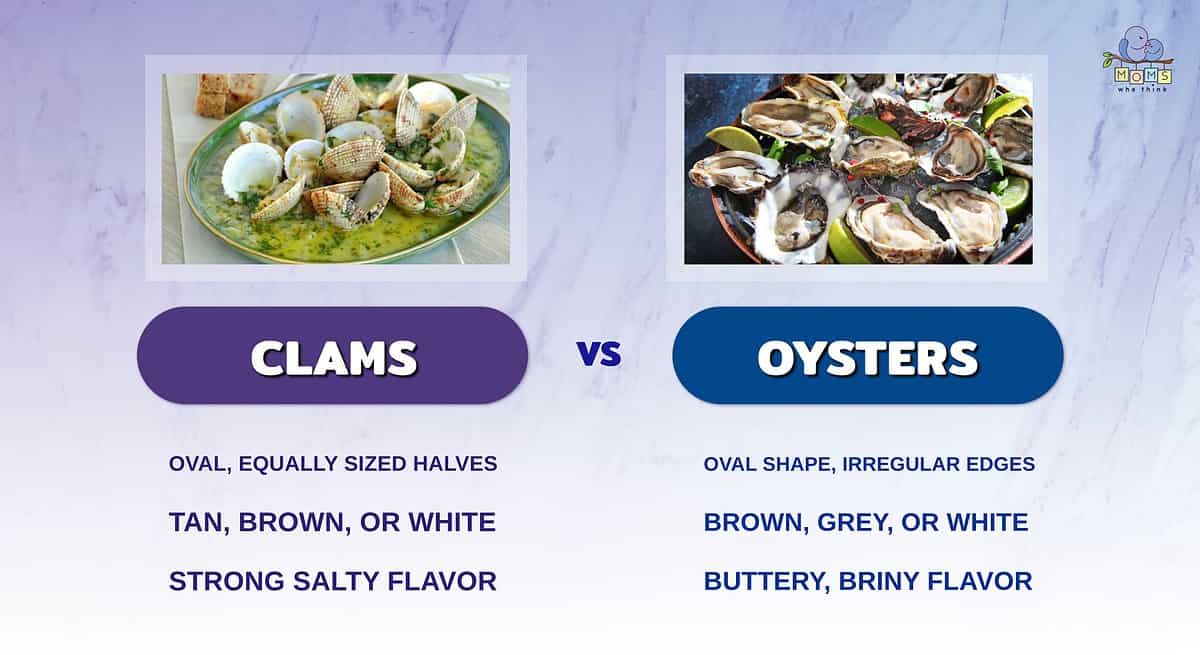 Infographic comparing clams and oysters.