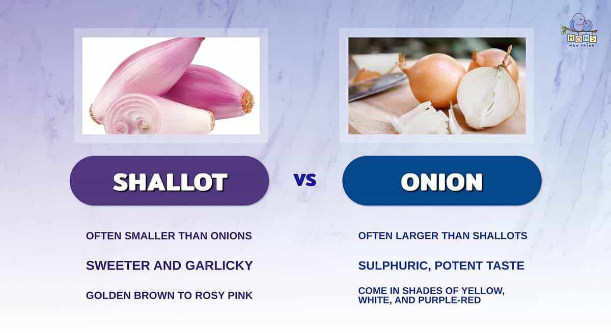 Infographic comparing shallots and onions.