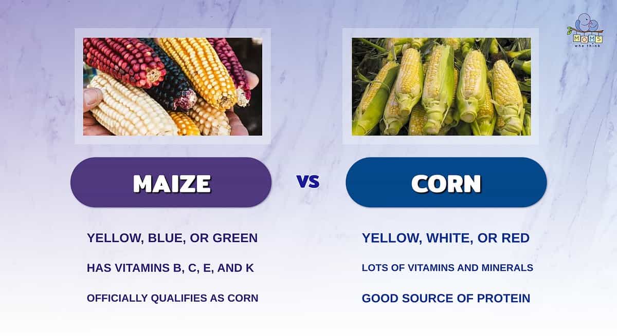 Comparison of maize and corn