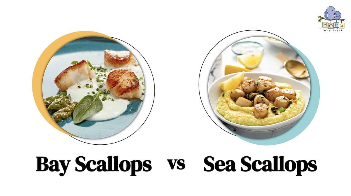 bay scallops vs. sea scallops