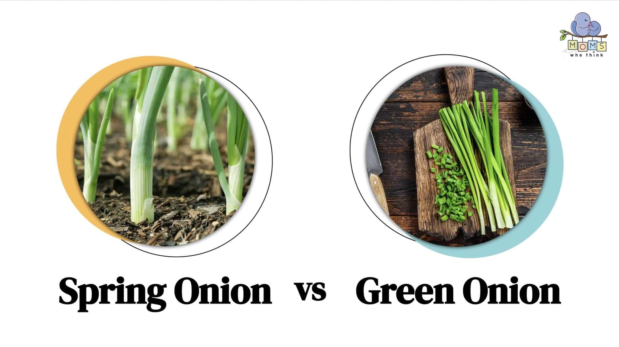 Spring Onion vs. Green Onion 3 Differences Including Taste & When to