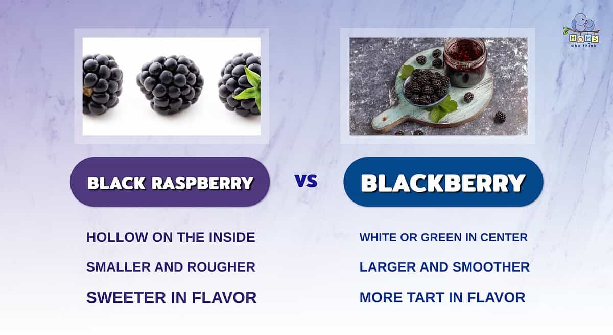 Infographic comparing black raspberries and blackberries.