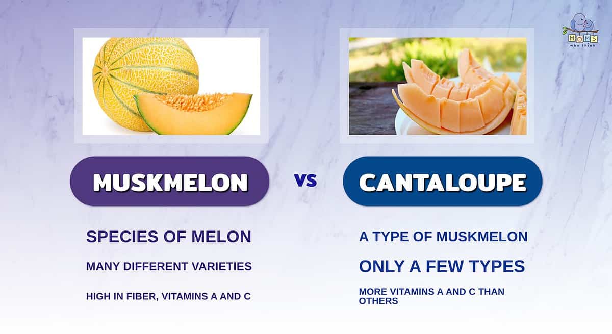 Infographic comparing muskmelon and cantaloupe.