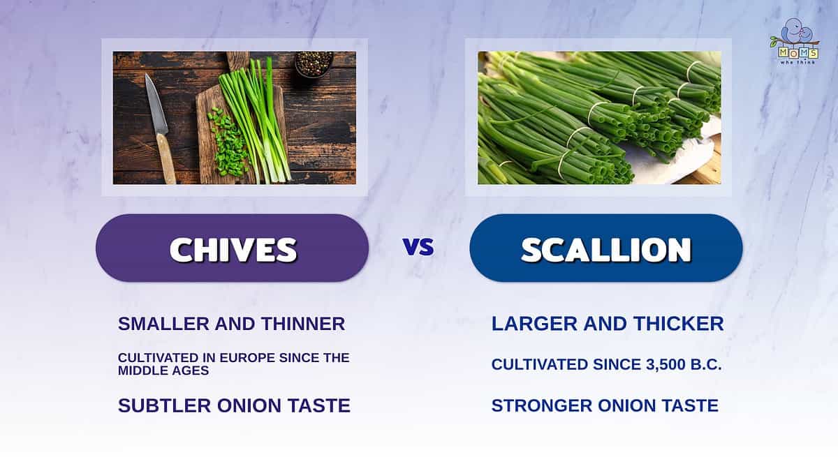 Infographic comparing chives and scallions.