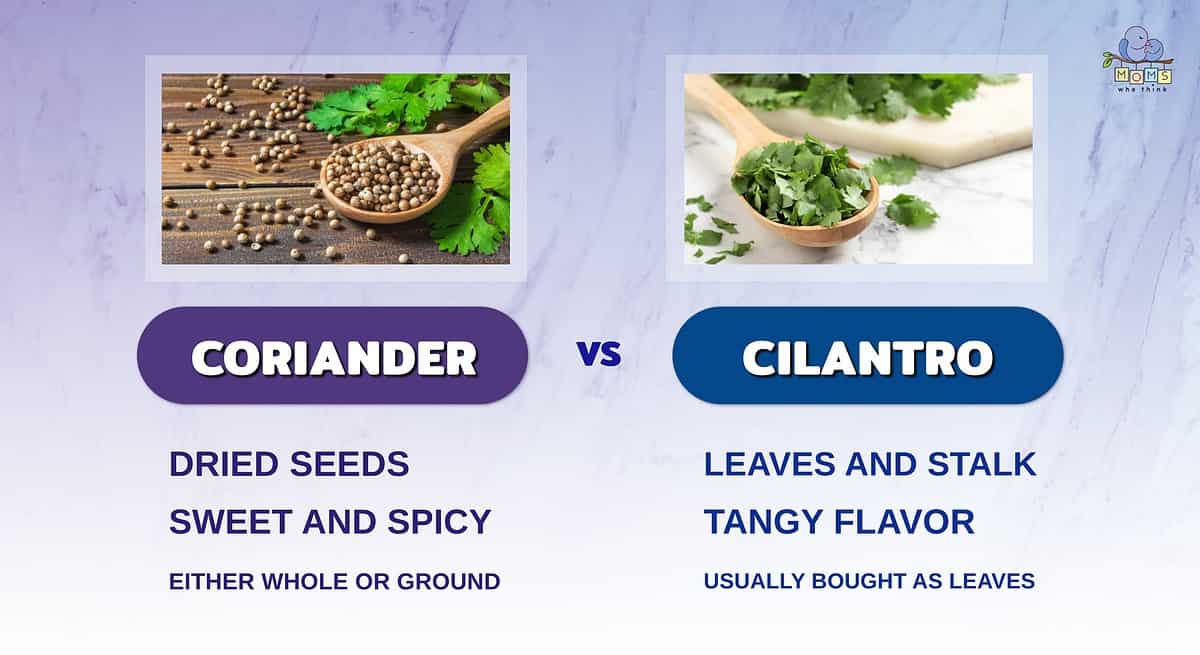 Infographic comparing  coriander and cilantro.