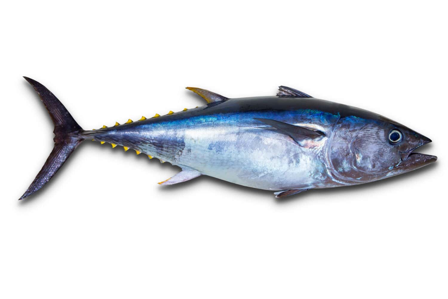 Bluefin tuna really fresh isolated on white Thunnus thynnus