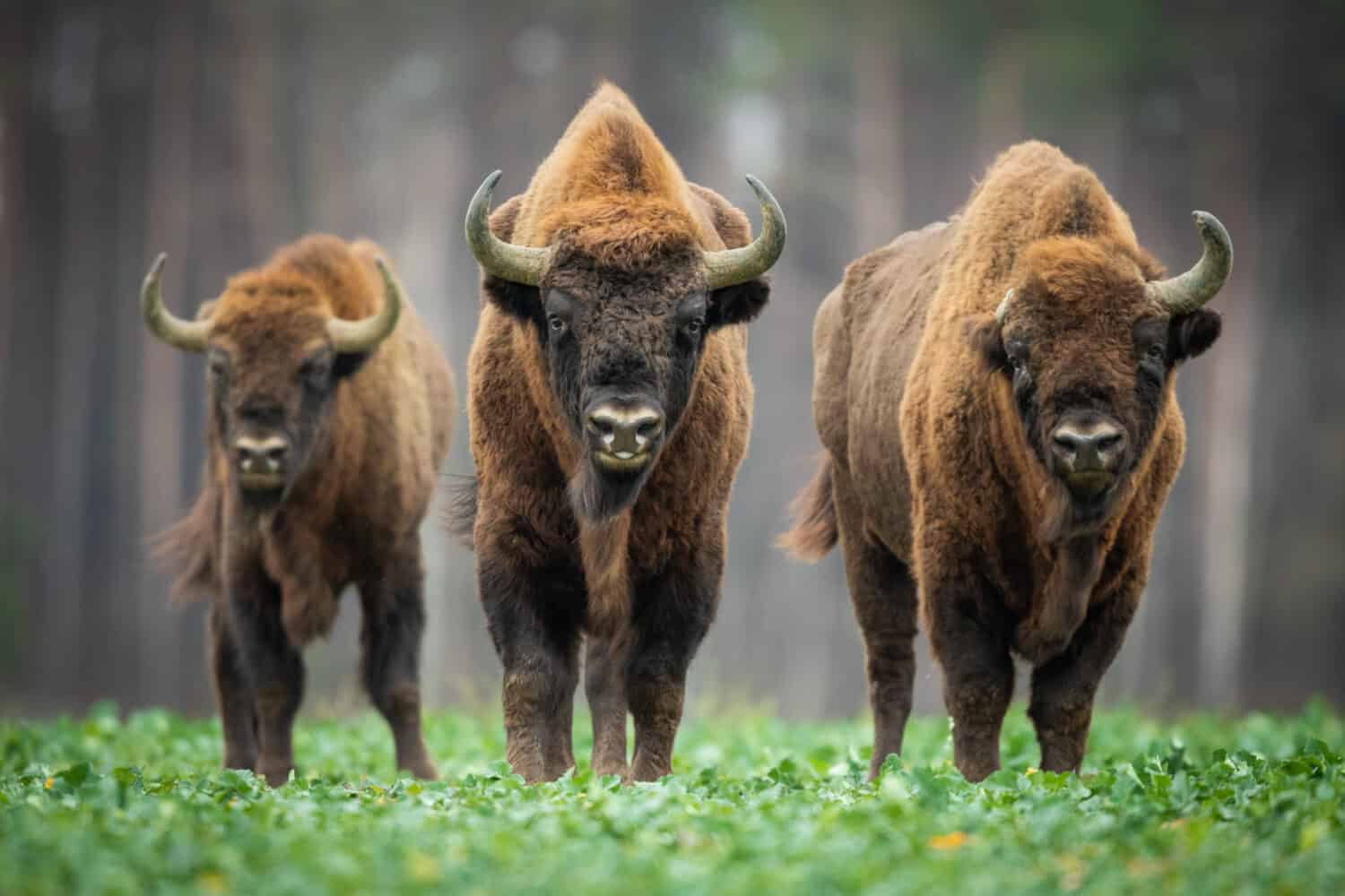 European bison - Bison bonasus in the Knyszyn Forest (Poland)