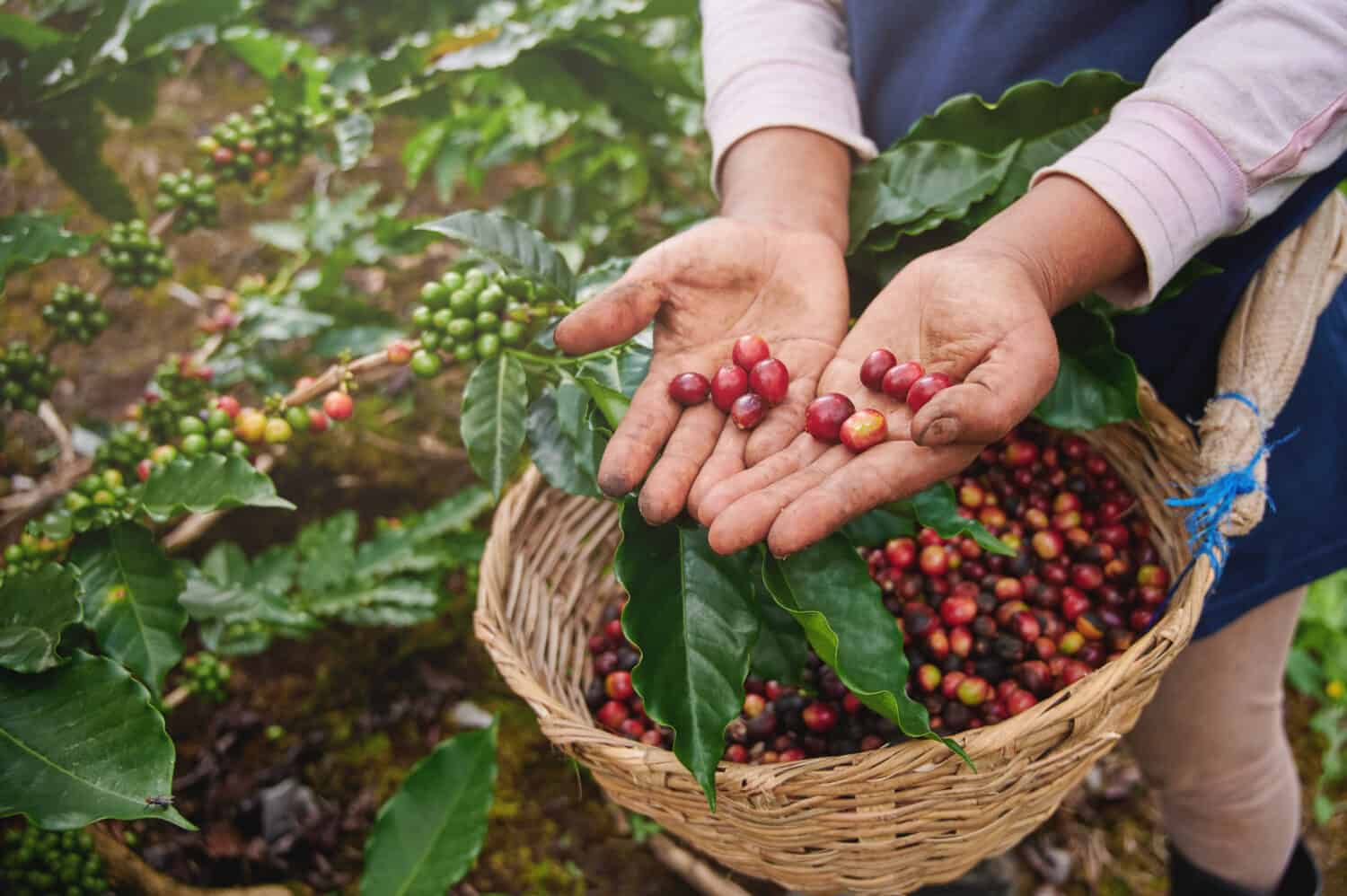 Coffee picker show red cherries on basket background