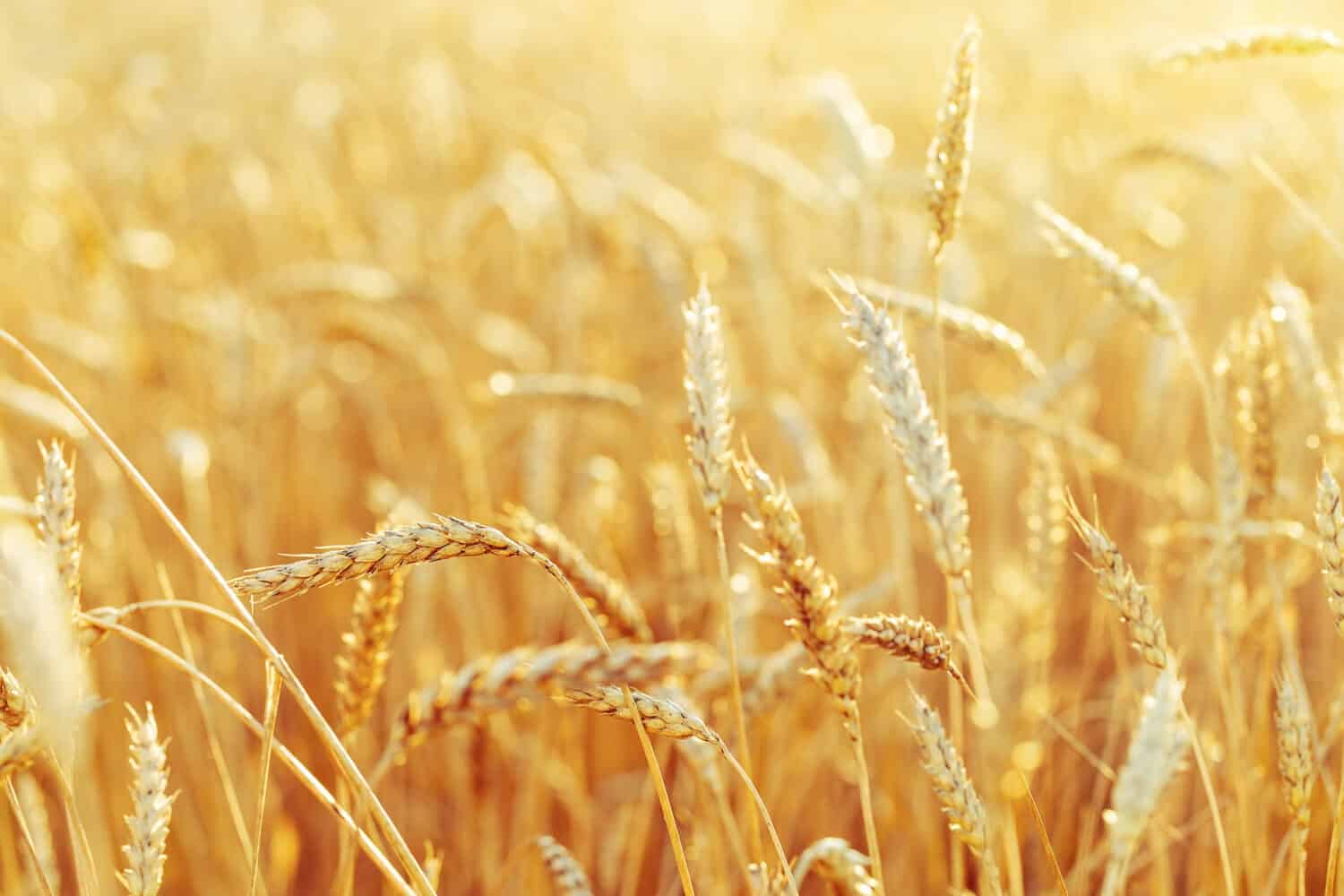 Rural scenery. Background of ripening ears of wheat field and sunlight. Crops field. Selective focus. Field landscape.