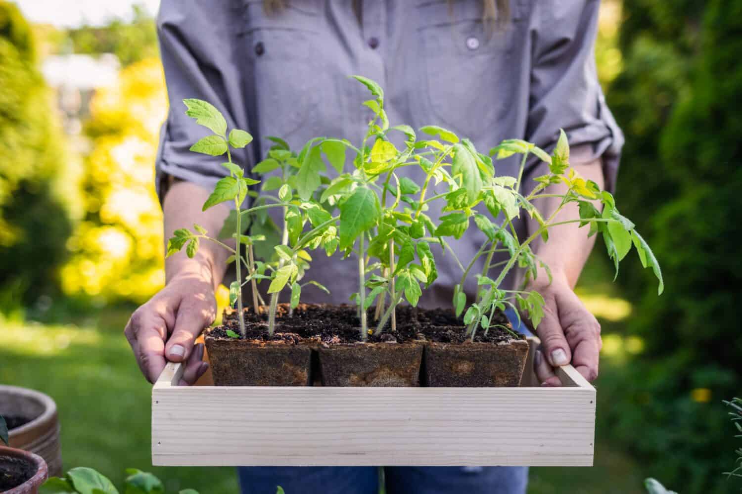 Woman gardener holding tomato seedling in crate ready for planting in organic garden. Planting and gardening at springtime