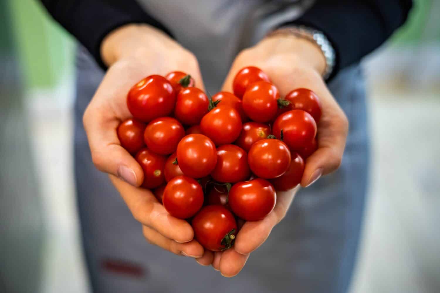 Farmer female hands in apron holding heap fresh ripe red cherry tomatoes in heart shape closeup. Woman grocery vendor arms carrying raw eco friendly vegetables nature love ecology environment