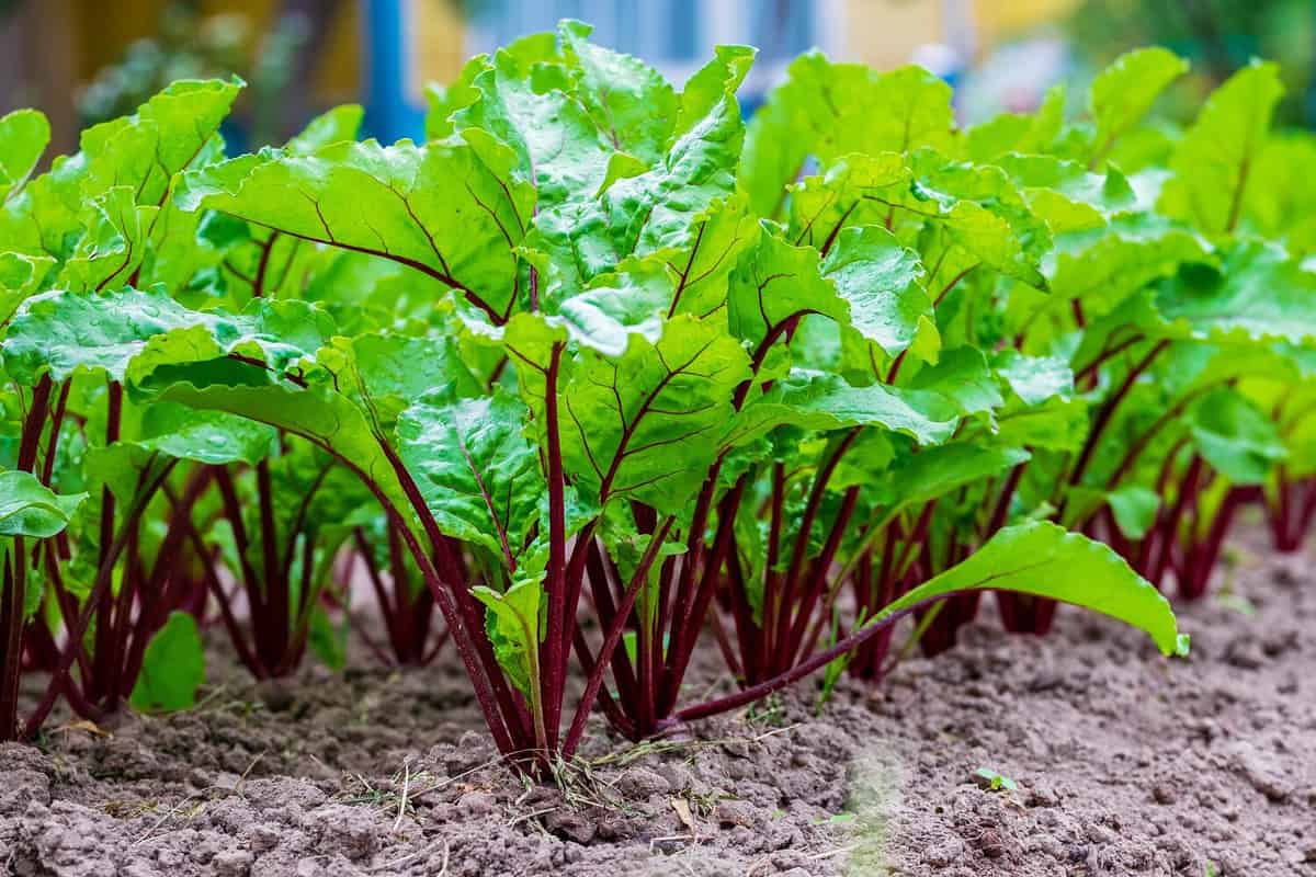 Young fresh beet leaves. Beetroot plants in a row from a close distance