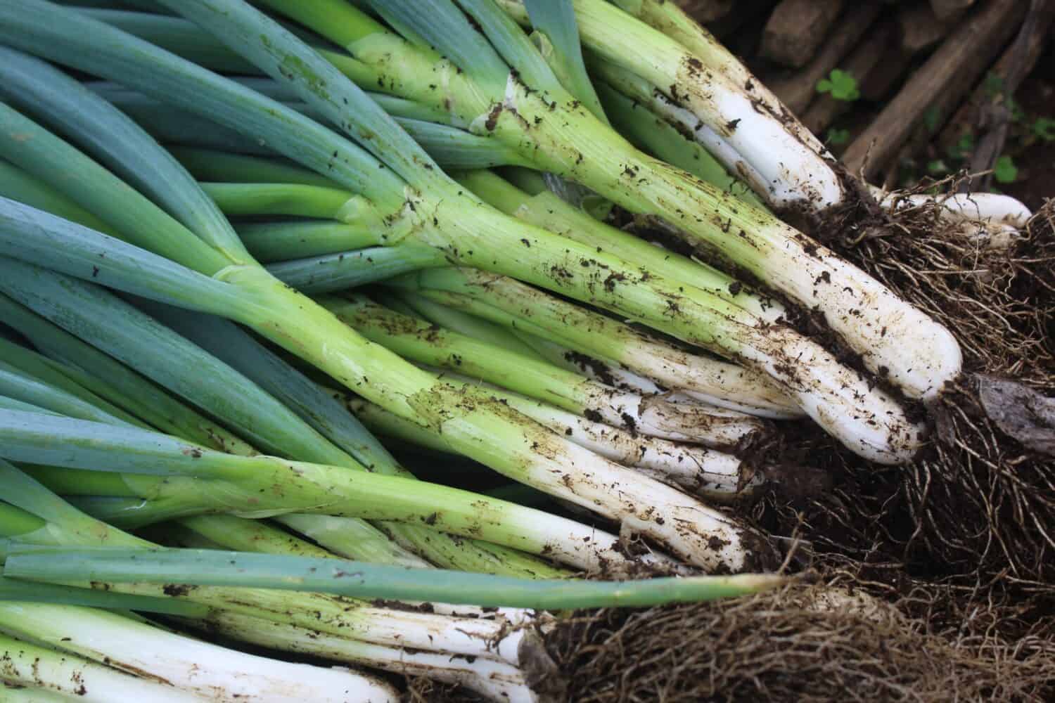 pile of freshly harvested green onions