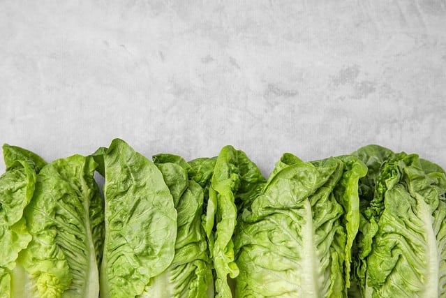 Fresh green romaine lettuces on light grey table, flat lay. Space for text