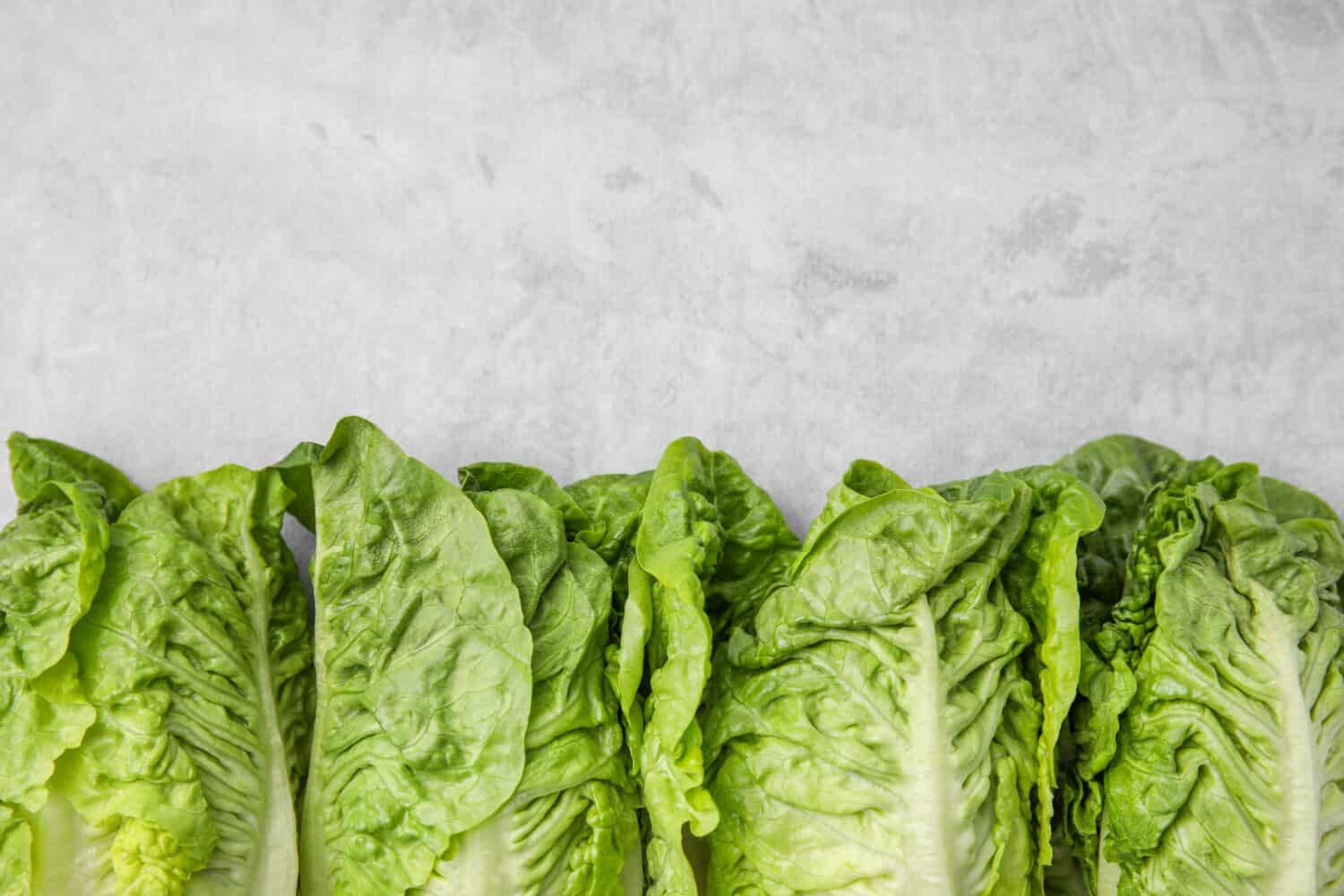 Fresh green romaine lettuces on light grey table, flat lay. Space for text