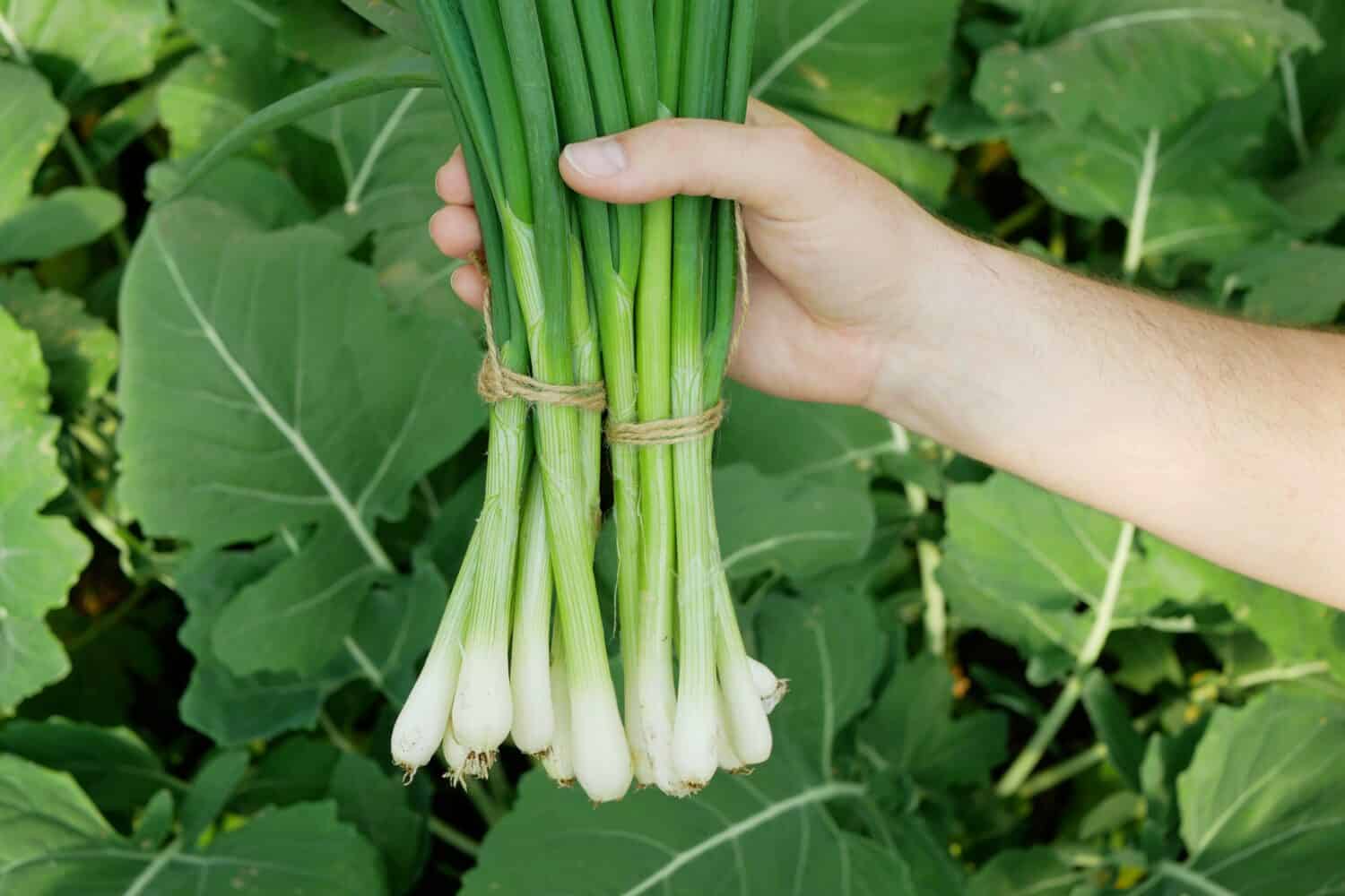 Onion harvest spring sibies scallion stem stalk hand Allium cepa thick bulb harvesting common organic plant young vegetable sprout grows ground bio farmer farming garden fresh grown organic