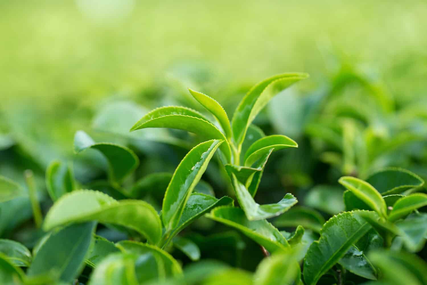 Closeup, Top of Green tea leaf in the morning, tea plantation, blurred background.