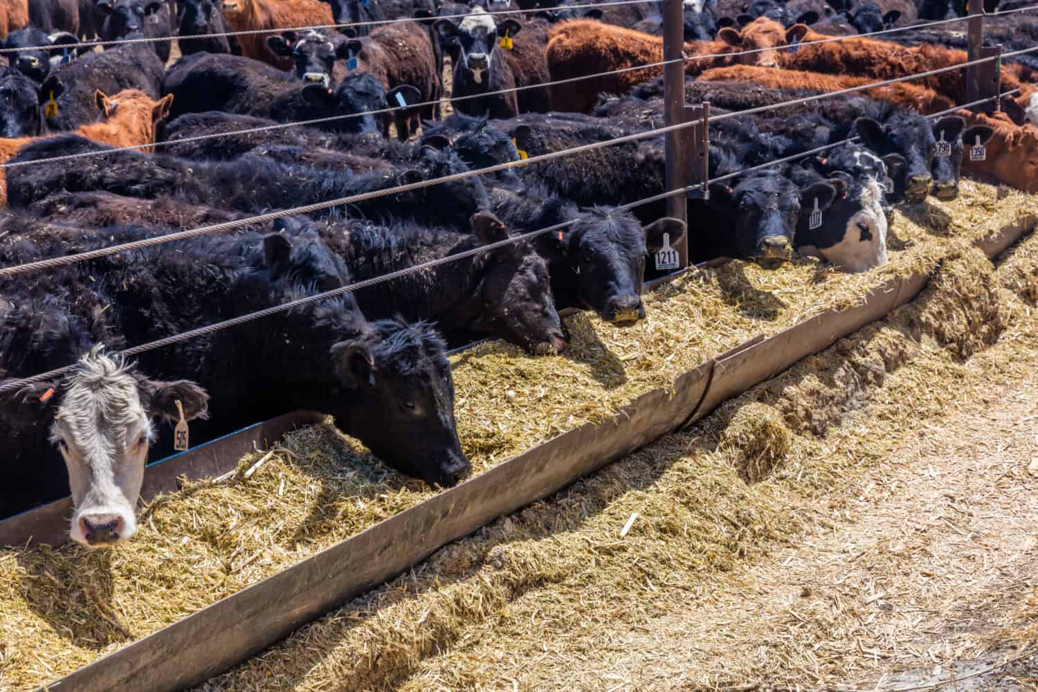 Cattle - Hereford eating hay in cattle feedlot, La Salle, Utah