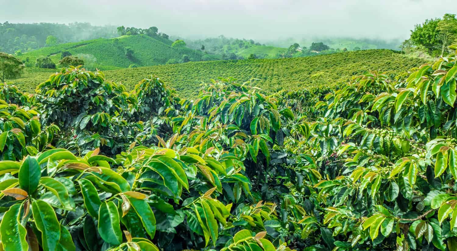 Coffee Plantation Jerico / Colombia