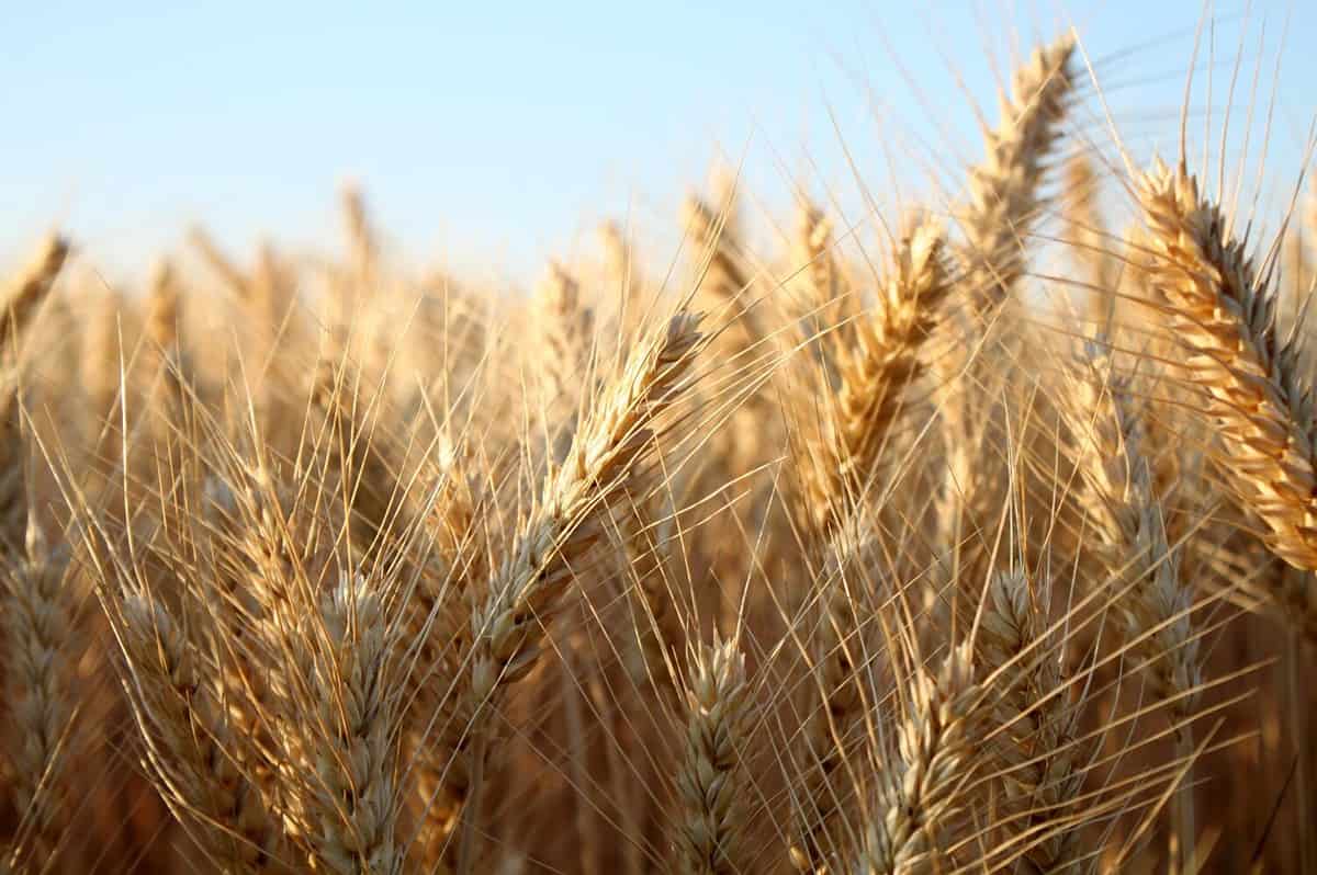 Barley field in summer