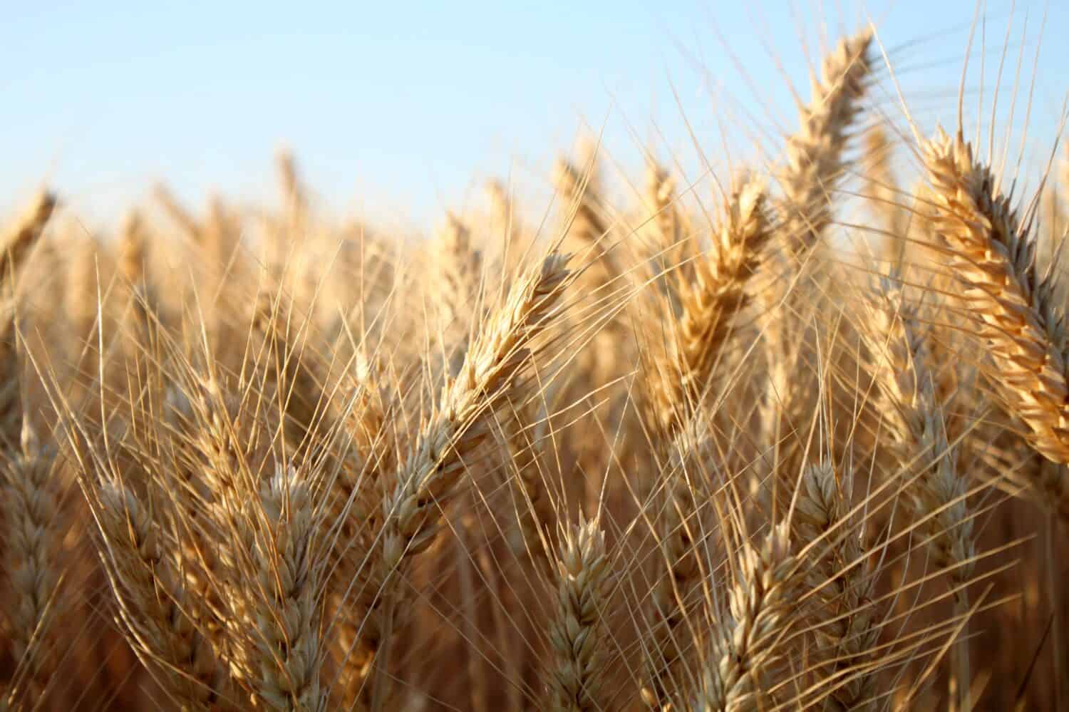 Barley  field in summer