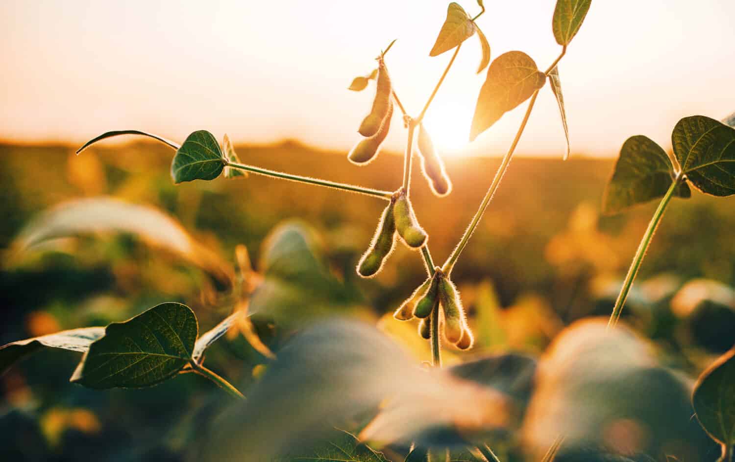 Soybean field at sunset