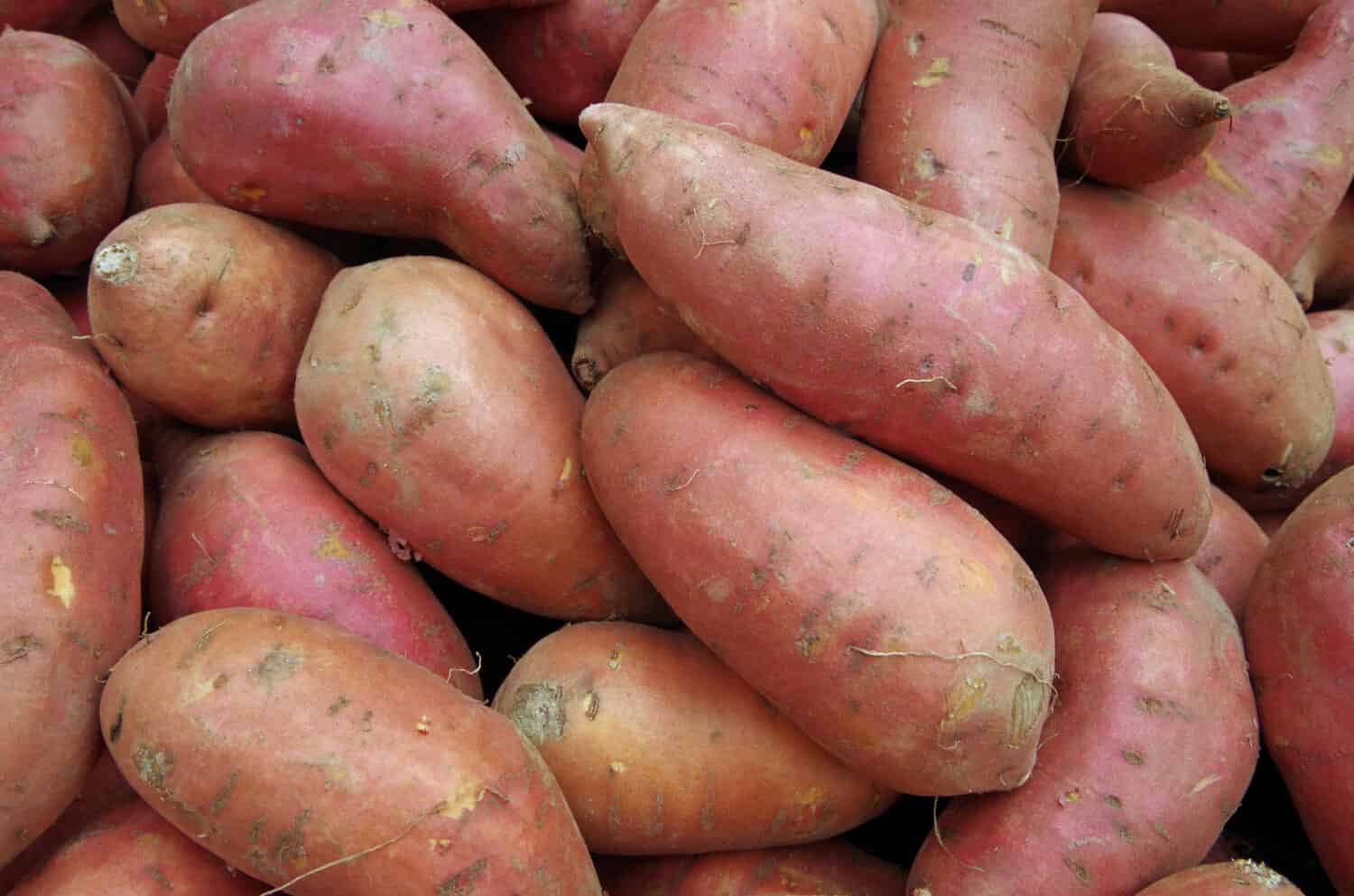 Sweet potatoes piled for market