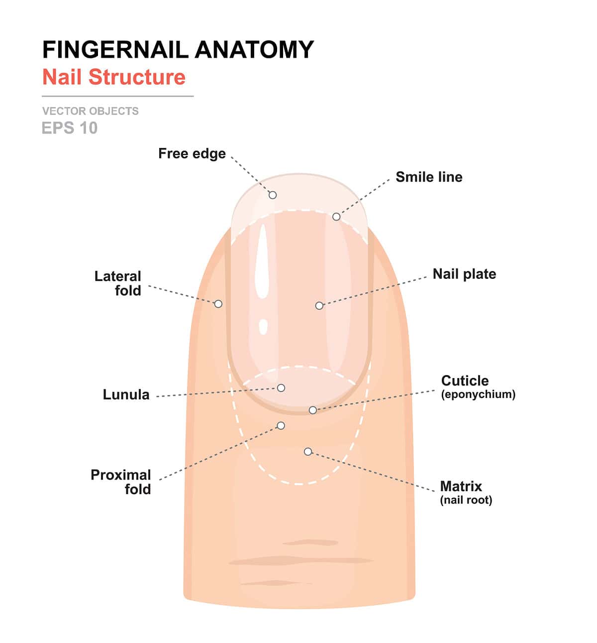 Fingernail Anatomy. Structure of human nail. Science of human body. Anatomical training poster. Detailed medical vector illustration