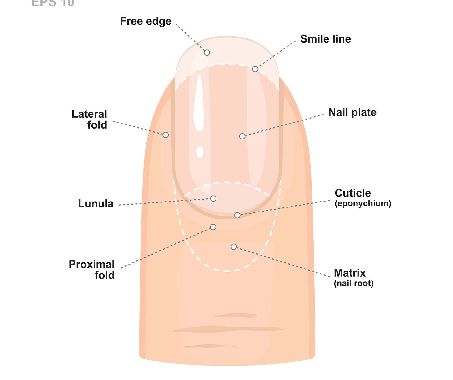 Nail Health Chart How To Identify Problems