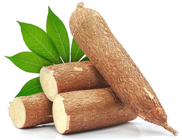 Cassava root isolated on white background
