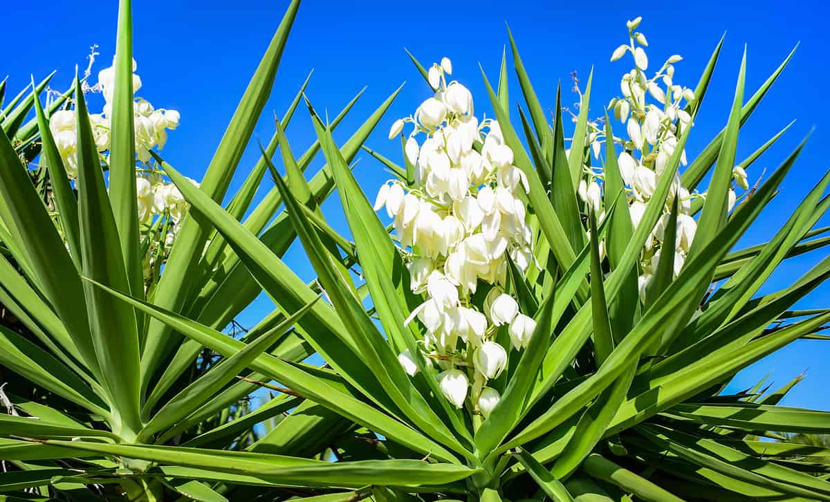 Yucca plant .white exotic flowers with long green leaves on blue sky background